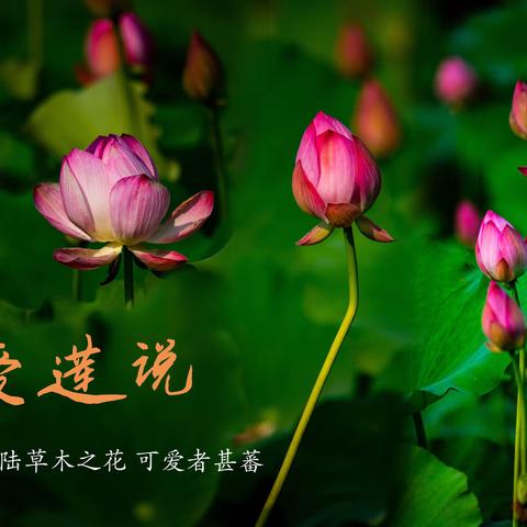 映日荷花别样红