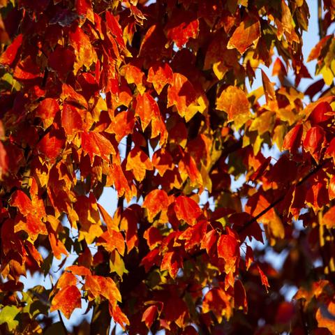 红叶