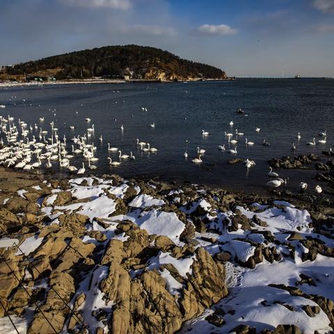 去荣成看大天鹅