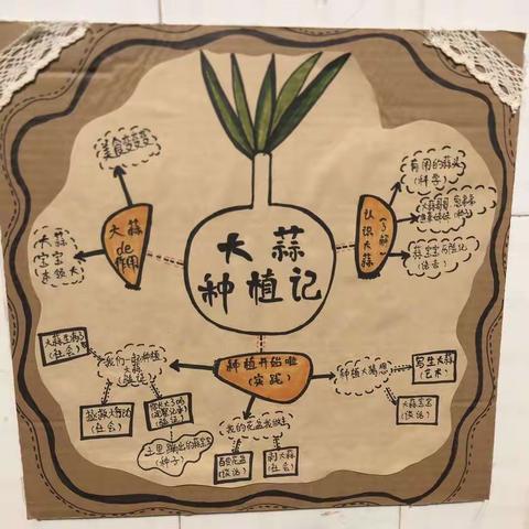 大蒜成长记