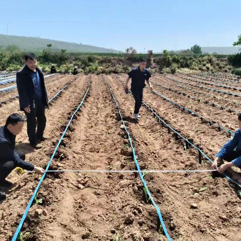 天晴墒好，移栽正当时。——平顶山市公司烟叶移栽进行时