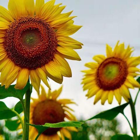 疫情下的昱鸿物业人——星火微光，温暖有力