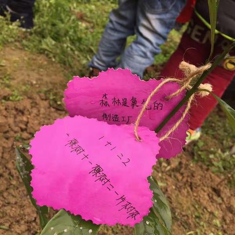 阳光幼儿园植树节🌲“种一棵小树，绿一方净土”——亲子户外实践活动🌹