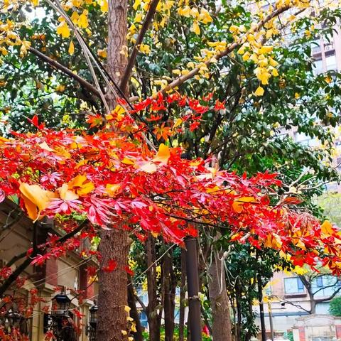 小孙女的作文，标题：窗外即景，作者：圆圆(小学五年级)配图：奶奶