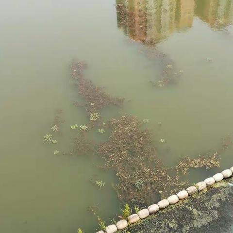 欧洲小区内蒲河河道清理水草