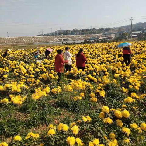 与诗词班学员郊外访菊