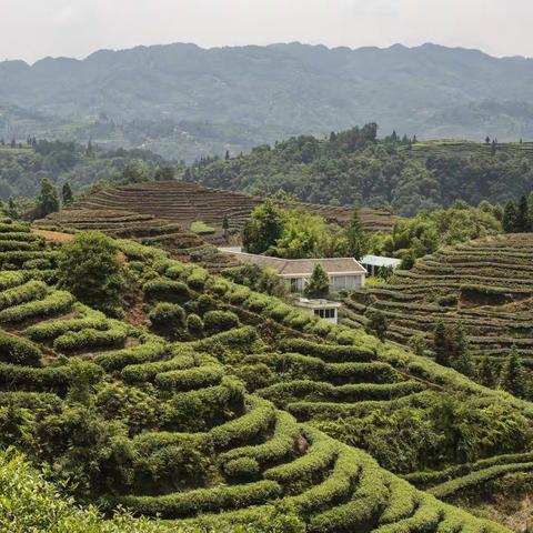 打卡最美茶山，欣赏大地指纹