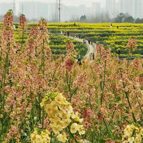 天府绿道骑游，白鹭湾金黄色、粉色油菜花争相绽放