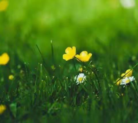 当“女神节”遇到植树活动——伏羲山五虎沟小学周纪实