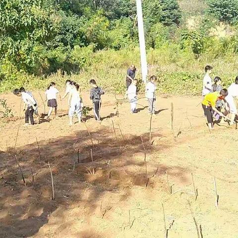 我的地盘我做主—五虎沟小学试验田种植活动