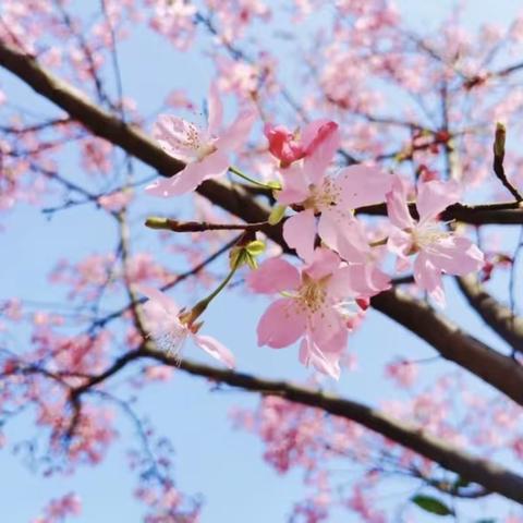 春暖花已开 携手向未来——沭阳县贤官中心小学第十四周工作纪实