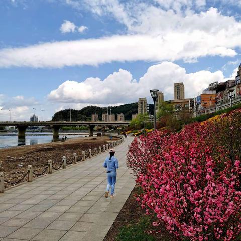 庭院迎春（2021.5.3）