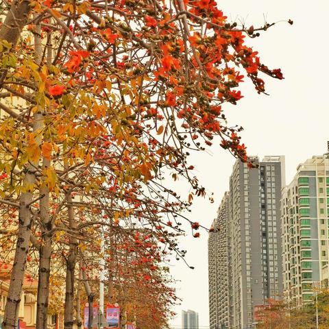 绚烂木棉靓珠城（北海行之六）2022.3.14