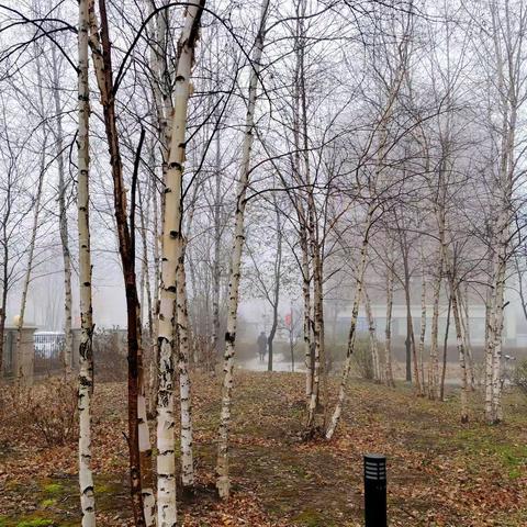 冰凌花一一春的使者（上）