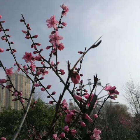 秀水碧波 春暖花开