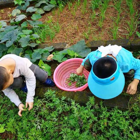 香香甜甜的艾叶糯米小丸子