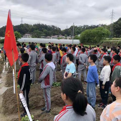 以劳励志      以劳育美                              —— 旌阳一小开展劳动教育之“种植园地”活动