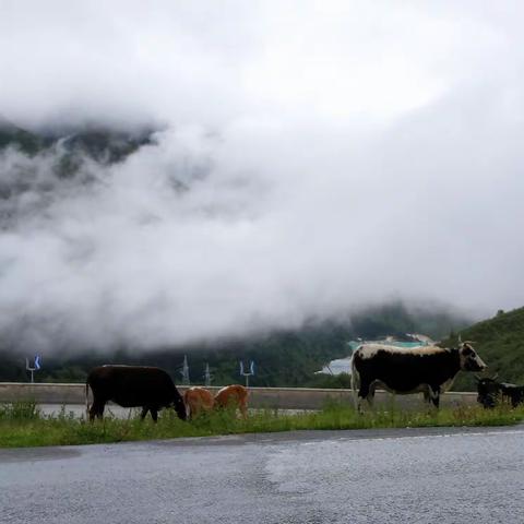 川藏线骑行第五天:折多塘——新都桥（翻越折多山）——荒山雨骑