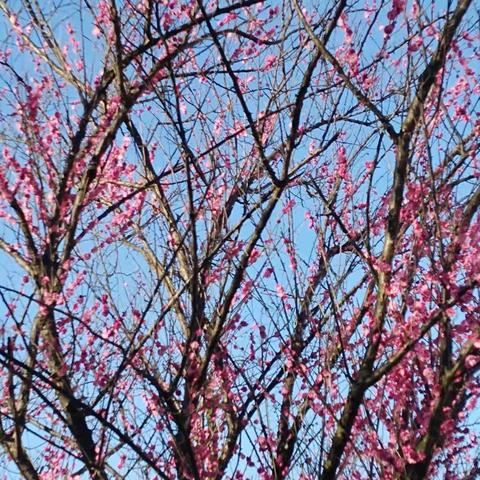 暮冬晴日游园赏梅