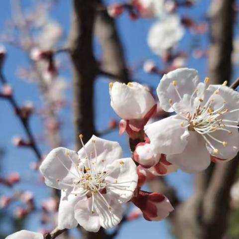 3月15日漫步…二月莲花池