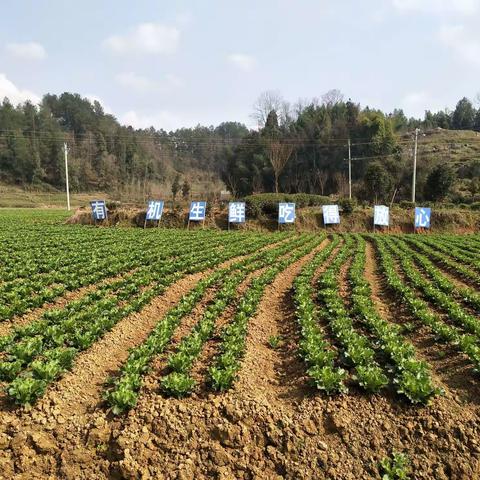朝阳坝区第二批春季有机蔬菜运往市场