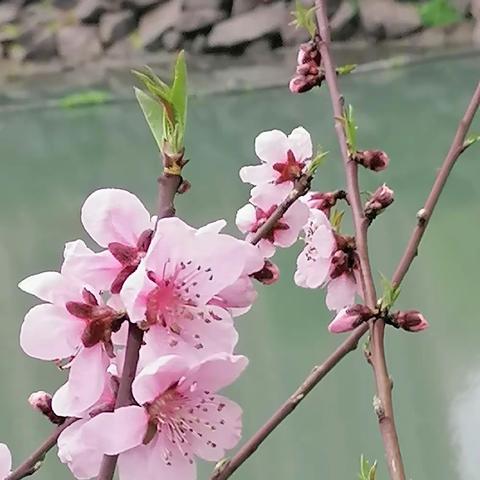 桃花绿叶衬，更显桃花美。