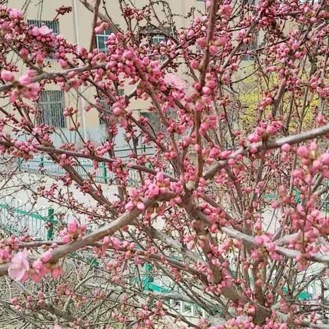 【“三抓三促”进行时】——临洮县文峰中学高一五班、十二班驻校家长纪实