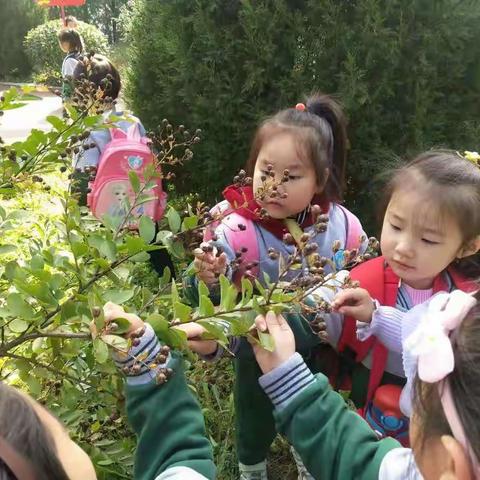 【寻找秋天，感受自然】——六一第二幼儿园《自然心教育爱》主题整合课程户外实践