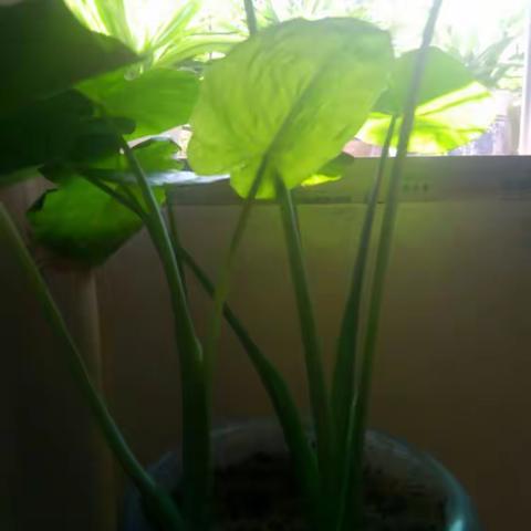 速度:35小时生命的成长