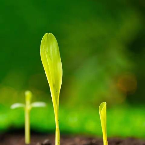 龙腾虎跃迎立春，国泰民安万物苏——福安实验小学富阳校区2020届5班寒假雏鹰假日小队活动