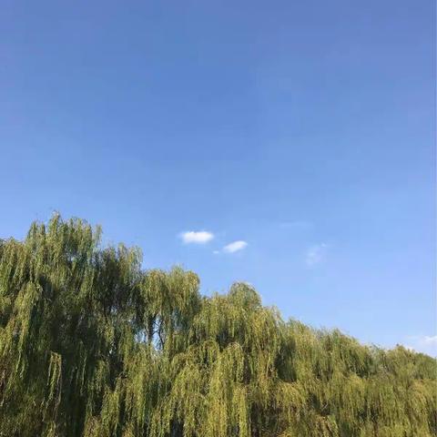 我也开通美篇啦