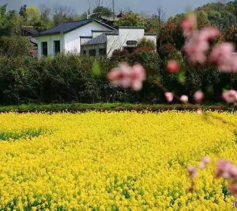 油菜花儿开