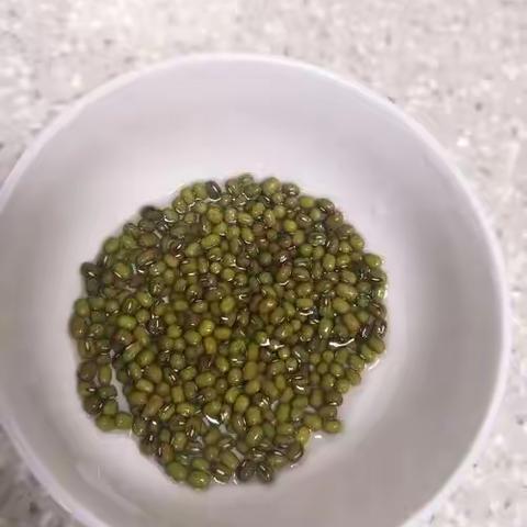豆芽成长记