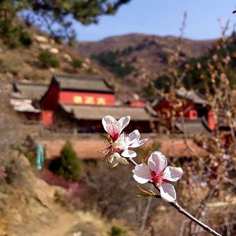 人间四月芳菲尽  山寺桃花始盛开