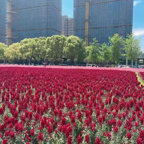 2023年5月3月在城北万象城观花海园。🌺🌺🌺