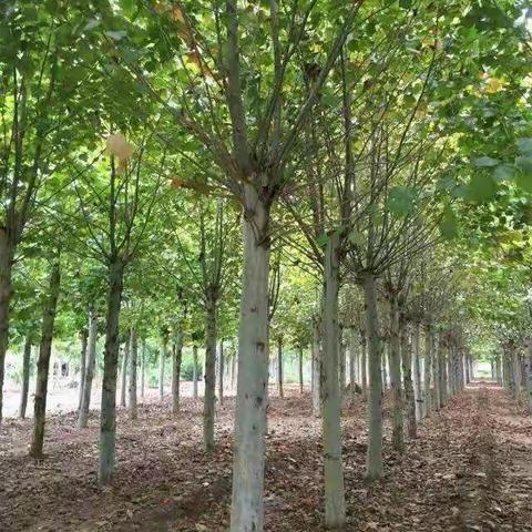 盛景园林工程有限公司简介