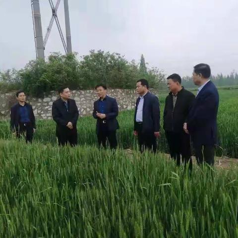 丰仪镇小麦条锈病防控在行动