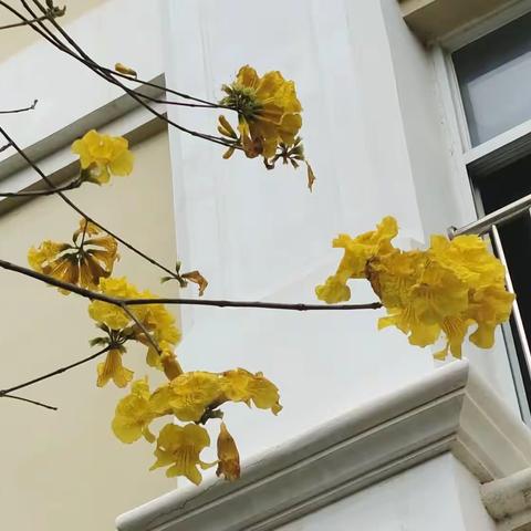 求真求美，且研且行——北海一实小学部研修之旅