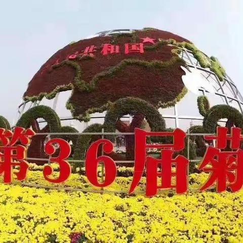 开封菊花