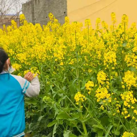 我们来找春天啦——胡郑庄小学三年级寻找春天主题活动