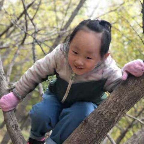 溪谷森林日-美美的银杏林