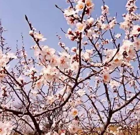 记2019年3月22日的《濮阳县切片研讨规划会》