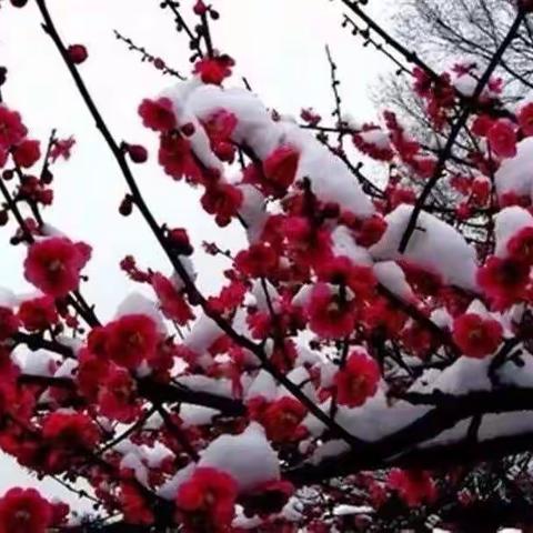 踏雪寻梅，寻回芳华——记六小一年级语文教研