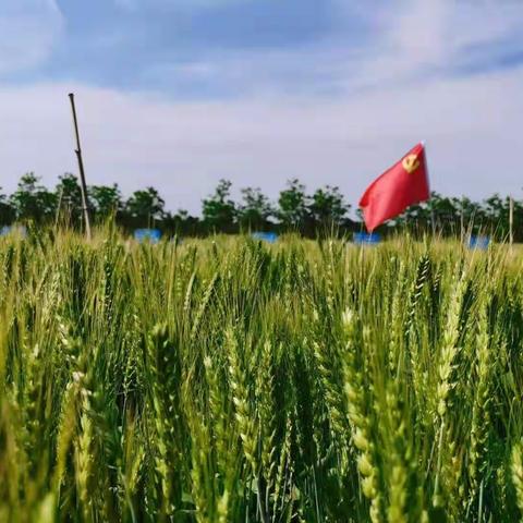 助推韩城种业高质量发展 2023我们这一年亮点纷呈