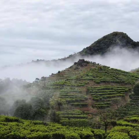 云雾缭绕的茶乡