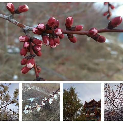 春已到     花定开