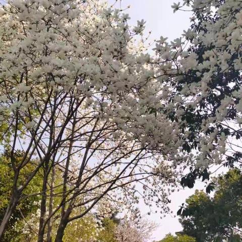 【浮梁一中语文组】四美齐聚，诗意栖居——全市课堂教学开放月活动第一站