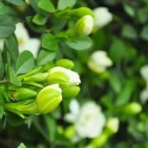 《栀子花开•嫂子，嫂子》