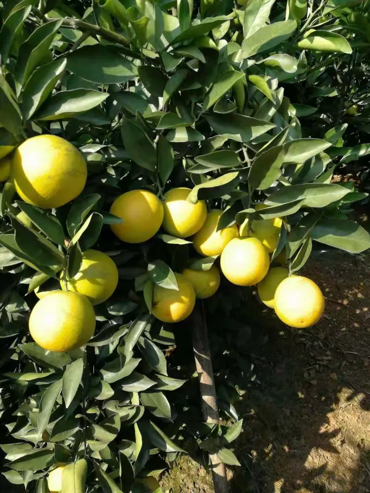 哀牢山天气预报预报