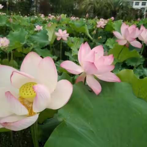 赏   荷